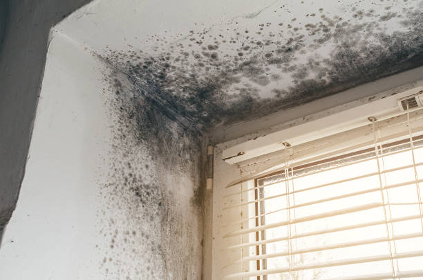 Affordable Mold Remediation solutions in Fuquay-Varina, NC